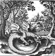 Drachen