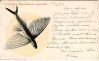 Fliegender Fisch